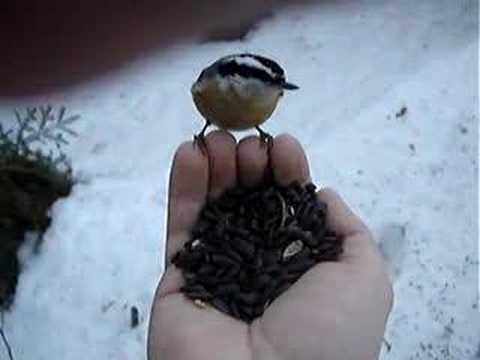 Nuthatch feeds in hand