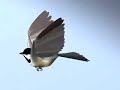 Chickadee Flying