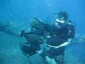 Tulamben-fish-feedin