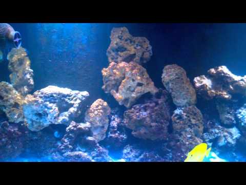 how to eliminate nitrates in aquarium