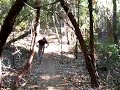 Downieville Darren Going fast in Demo forest on trail a bike