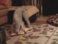 videos de Baxter & Henrietta