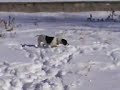 İngiliz pointerlerle tavşan avı