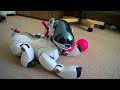 AIBO
