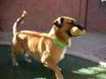 Geeb - AAWL & SPCA __