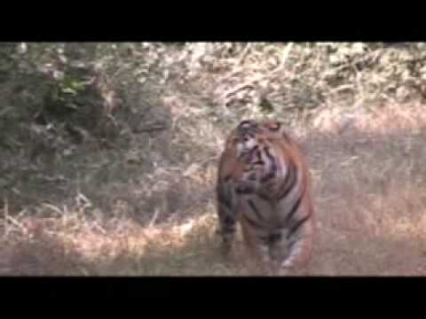 tiger male