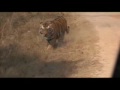 Dominant Male Tiger - Kanha Dominant Male Tiger - Kanha