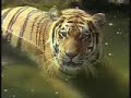tigers.html