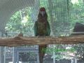 Parrot Mountain, Pigeon Forge, TN