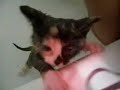 Kitten Bath part 1 - The First Bath!!!