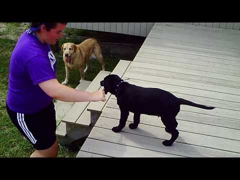 Bogey plays on the Deck–with three other labs!