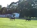 Moriesian and TWH running free