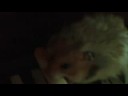 The legend hamster piano and cheese stick! The legend hamster piano and cheese stick!