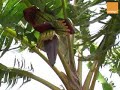 chordécone jafa