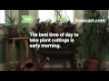 How-To-Grow-Plants-F