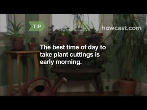 how to grow khat plant indoors