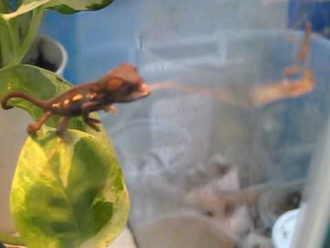 YouTube reptile video