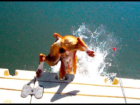 DIVING DOG