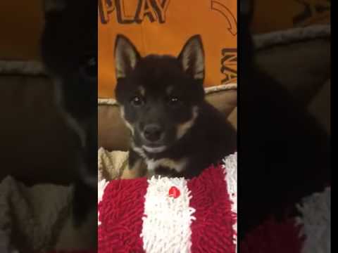 Cute Sweet Shiba Puppy Great With Kids UTD with Vaccines