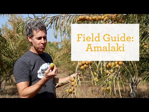 Amalaki - An Ayurvedic Antioxidant
