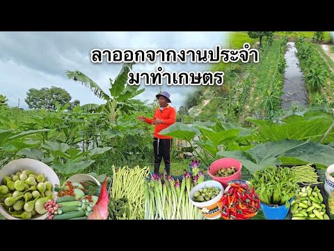 ลูกหลากหลายเน้นผักระยะสั้นเก็บขายทุกวันอยู่ได้สบายๆ