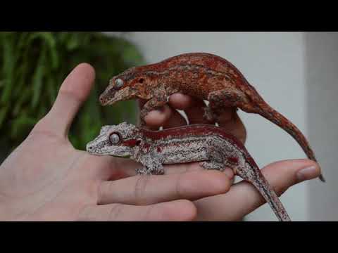 YouTube reptile video