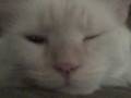 Wink