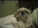 shih tzu ???