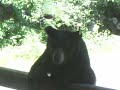 Bear at hummingbird feeder (Part 1)