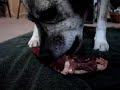 Marley pitbull/lab mix eating beefheart Marley pitbull/lab mix eating beefheart