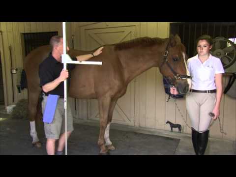 how to measure height of a horse