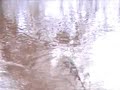 water demon caught on camera water demon caught on camera