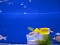 Poissons Marine Life