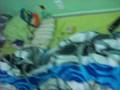 videos de Bitelinha's House