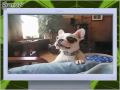 Simon Hates Buddy funny barking