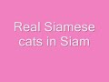 Siamese cats in Siam