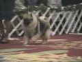 2009 KCA Top Winners: Best of Breed, Best of Opposite Sex, Winner's Bitch/Best of Winner's, Winner's Dog. From the 2009 Keeshond National in Colorado in May