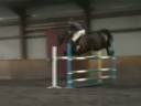 10 yrs 17 hh Dark Bay Warmblood Penicuik