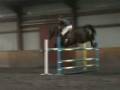 videos de 10 yrs 17 hh Dark Bay Warmblood Penicuik