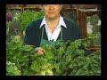 The Green GrocerŪ - Fresh Spinach The Green GrocerŪ - Fresh Spinach