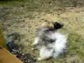 Rocky the Adorable Schnoodle plays with Uncle Brody Rocky the Adorable Schnoodle plays with Uncle Brody
