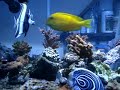Reef Queretano