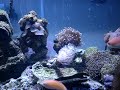 Reef Queretano