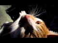TEKIRIN PENCESININ ALTINDAYIM 20.01.2011 001.MOV