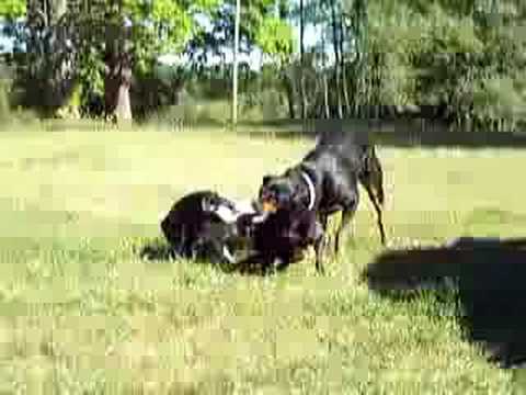 rotweiler