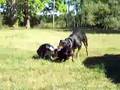 Dog Tug-of-War Rotweiler - 2 Boston Terriers