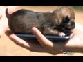 Possibly the World's Smallest Puppy