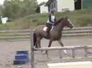 Tripoli trot, canter, jump