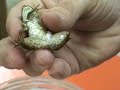 6 legged frog