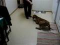 videos de Dogbook Movie: Malliesimerkki vuosien takaa